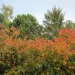 Kirschbaum in Herbstfarben